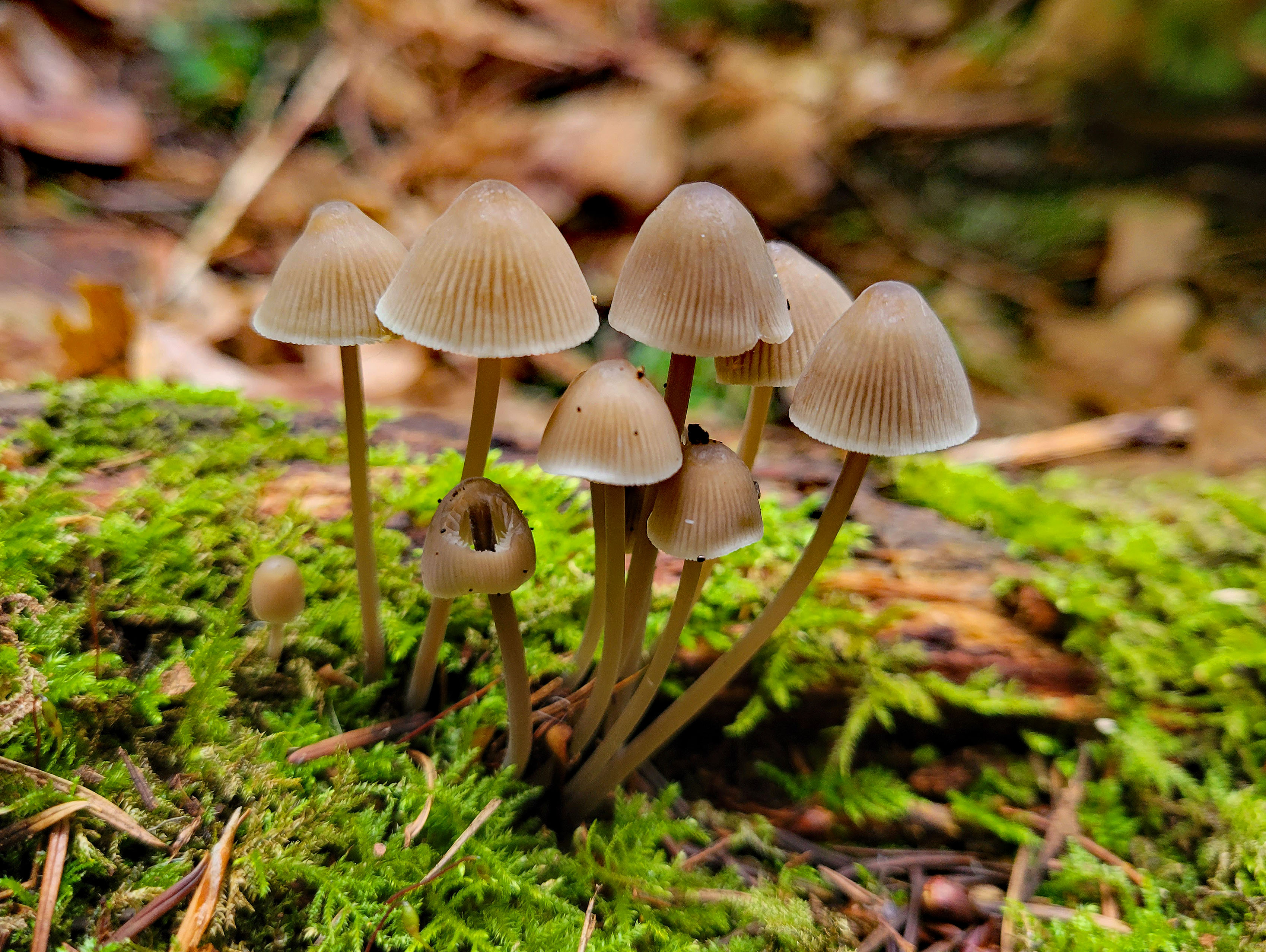 Little Mountain Park Darvill Loop — Washington Trails Association